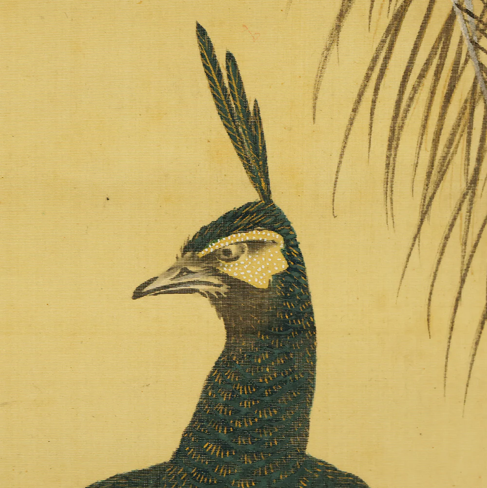 羽様西崕 Hazama Seigai (1811-1878) Japanese antique art kakejiku kakemono wall hanging scroll / Peafowl Pine Tree and Rose with Box RE941 - Image 17