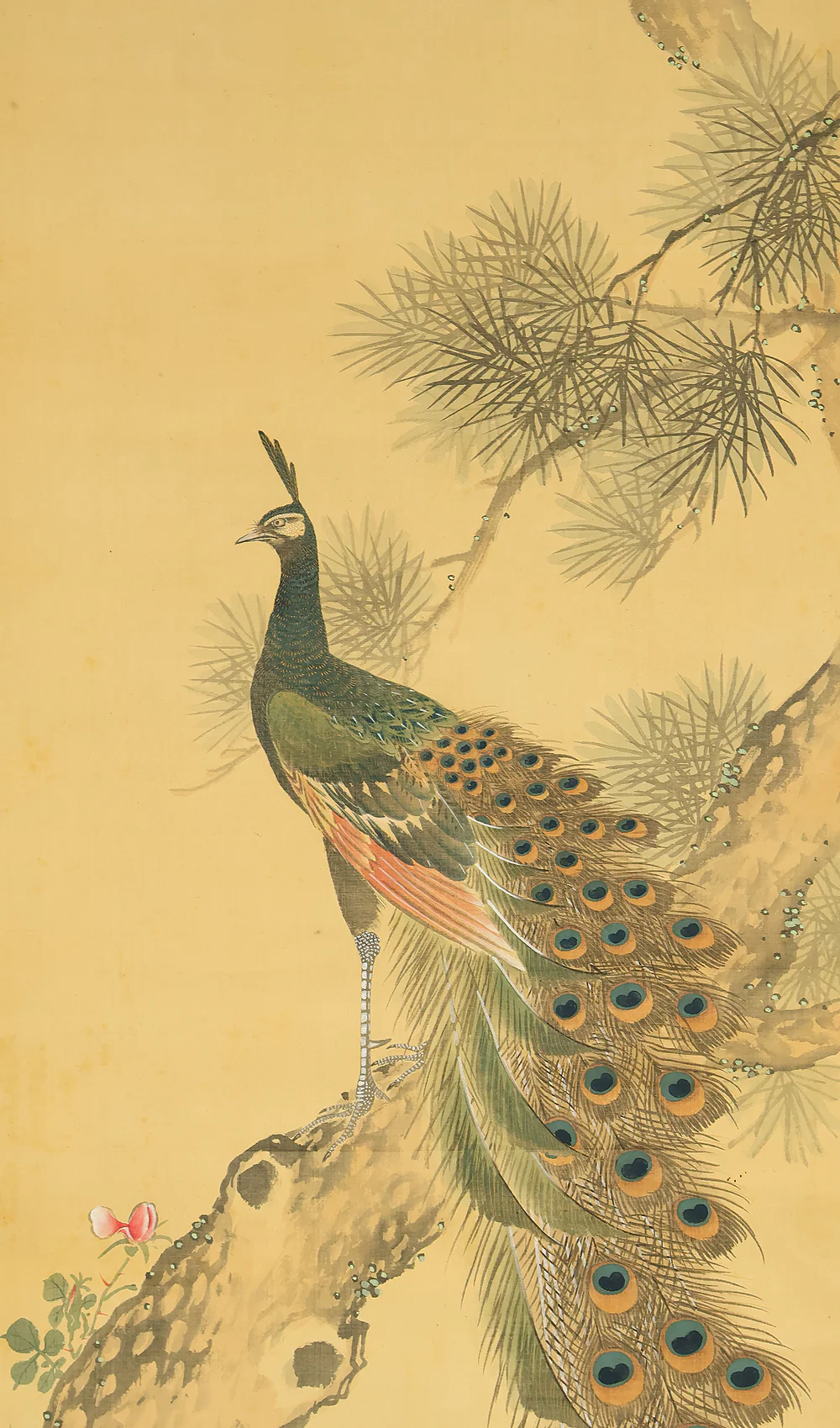 羽様西崕 Hazama Seigai (1811-1878) Japanese antique art kakejiku kakemono wall hanging scroll / Peafowl Pine Tree and Rose with Box RE941 - Image 5