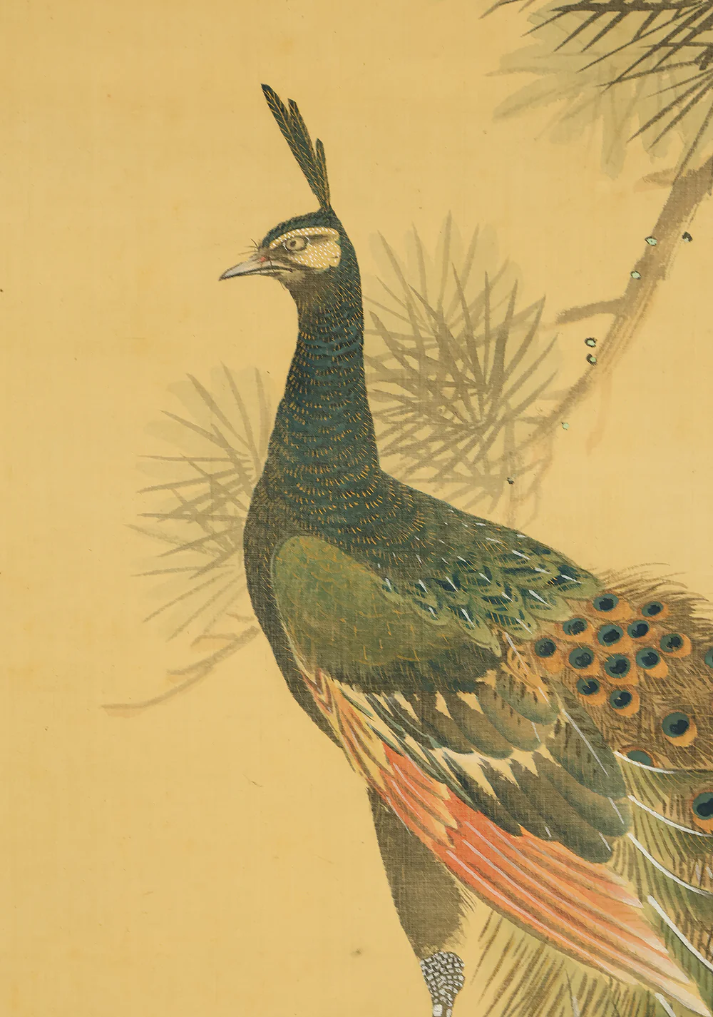 羽様西崕 Hazama Seigai (1811-1878) Japanese antique art kakejiku kakemono wall hanging scroll / Peafowl Pine Tree and Rose with Box RE941 - Image 7