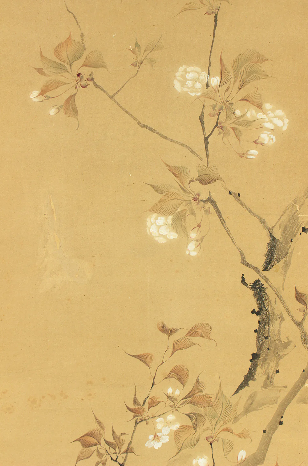 堀江有聲 Horie Yusei (1802-1873) Japanese antique art kakejiku kakemono wall hanging scroll / Cherry Blossoms Fifth Bloom with Box RD424 - Image 5
