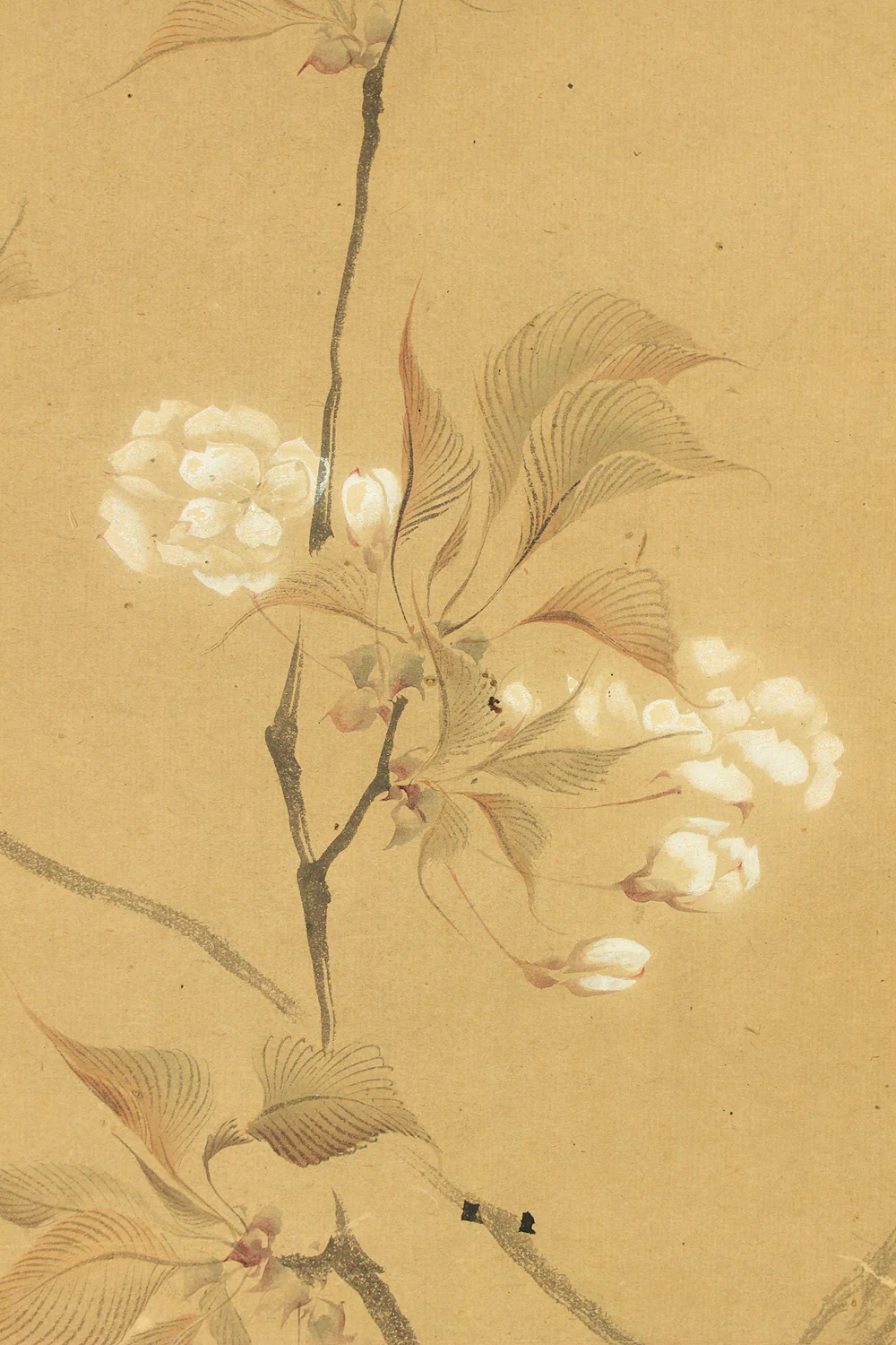 堀江有聲 Horie Yusei (1802-1873) Japanese antique art kakejiku kakemono wall hanging scroll / Cherry Blossoms Fifth Bloom with Box RD424 - Image 6