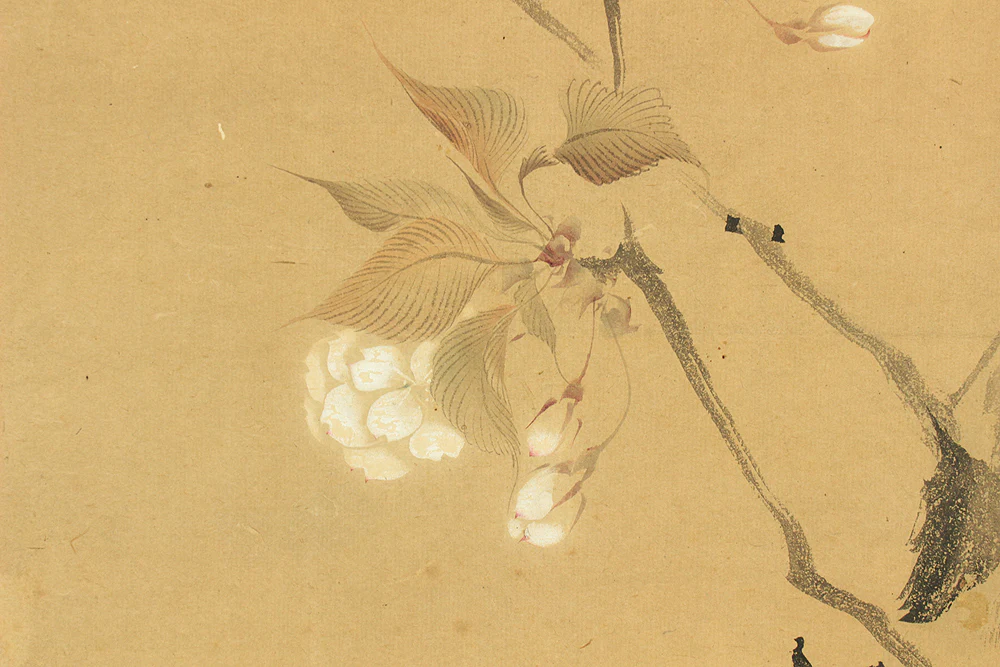 堀江有聲 Horie Yusei (1802-1873) Japanese antique art kakejiku kakemono wall hanging scroll / Cherry Blossoms Fifth Bloom with Box RD424 - Image 7