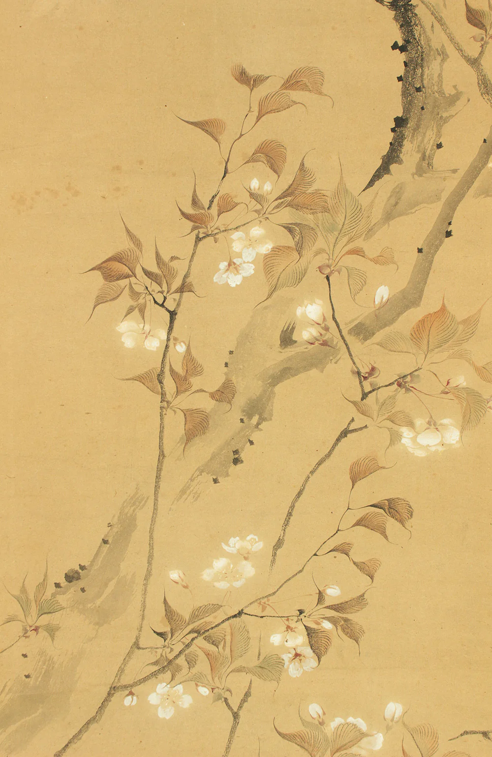 堀江有聲 Horie Yusei (1802-1873) Japanese antique art kakejiku kakemono wall hanging scroll / Cherry Blossoms Fifth Bloom with Box RD424 - Image 8