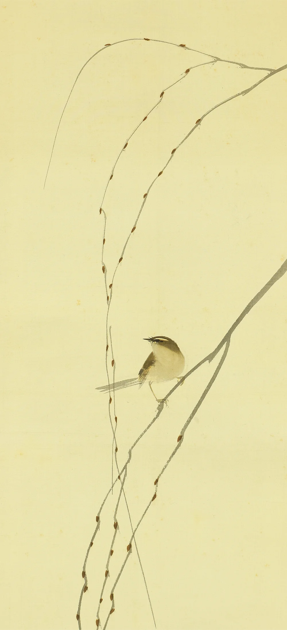 今井景樹 Imai Keiju (1891-1967) Japanese art kakejiku kakemono wall hanging scroll / Bush Warbler Nightingale on Willow Branch with Original Box (Tomobako) A425 - Image 5