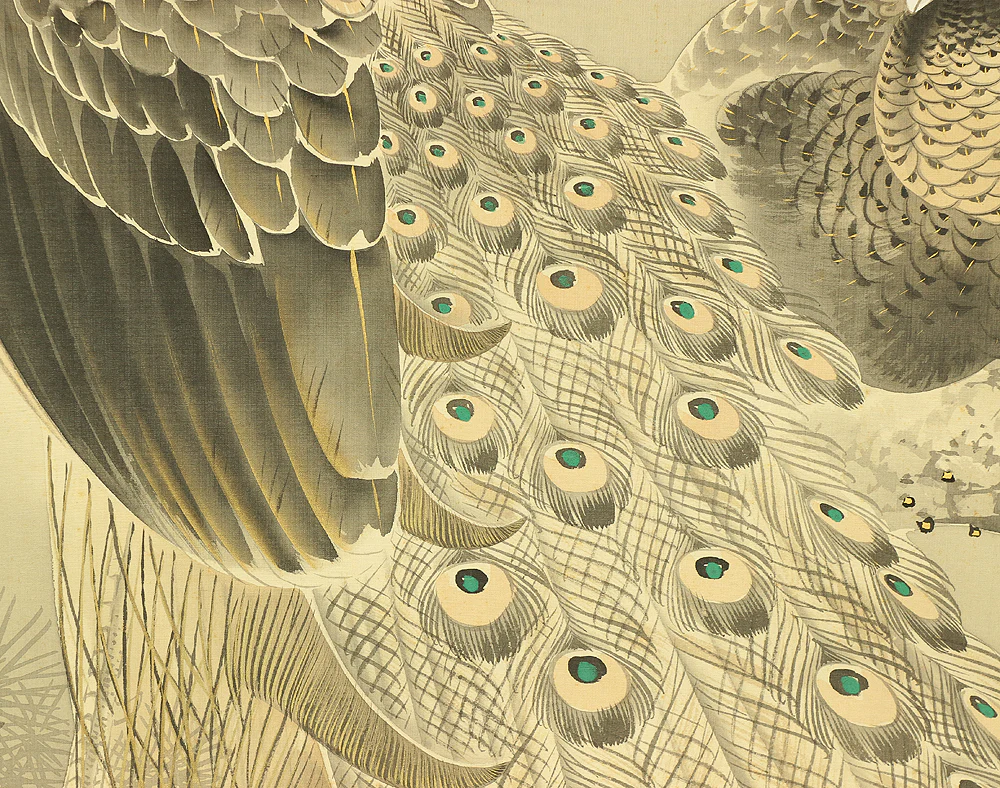 根本雪篷 Nemoto Sepou (b1878) Japanese antique art kakejiku kakemono wall hanging scroll / Two Peafowls Perching on Old Pine Tree with Orignal Box (Tomobako) RA707 - Image 9