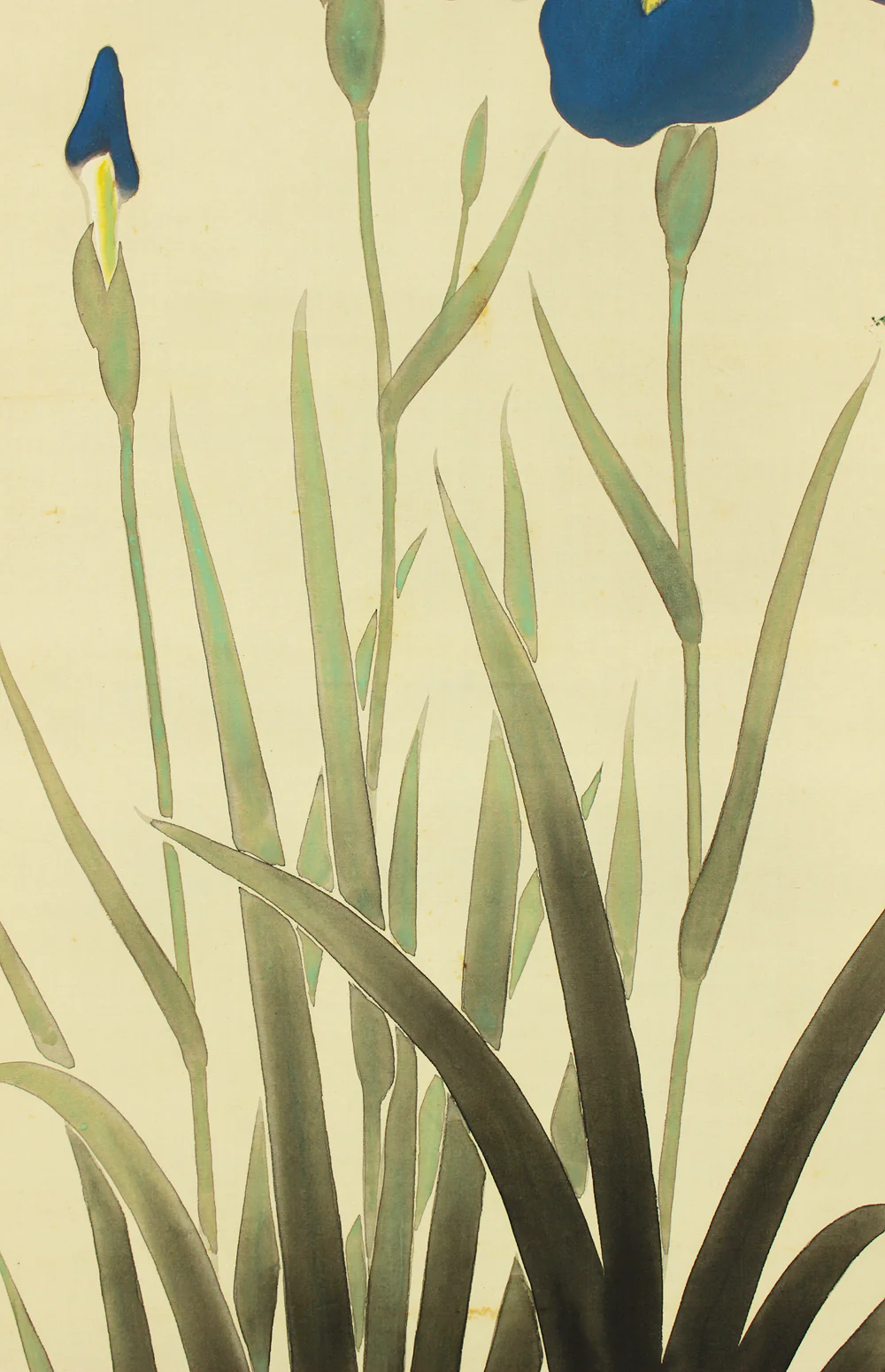 大村廣陽 Omura Koyo (1891-1983) Japanese art kakejiku kakemono wall hanging scroll / Iris Flowers and Dragonfly with Original Box (Tomobako) RD190 - Image 10