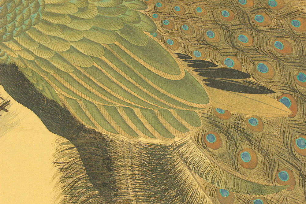 鈴木華邨 Suzuki Kason (1860-1919) Japanese art Large kakejiku kakemono wall hanging scroll / Peacock Perched Pine Tree with Box RD729 - Image 11