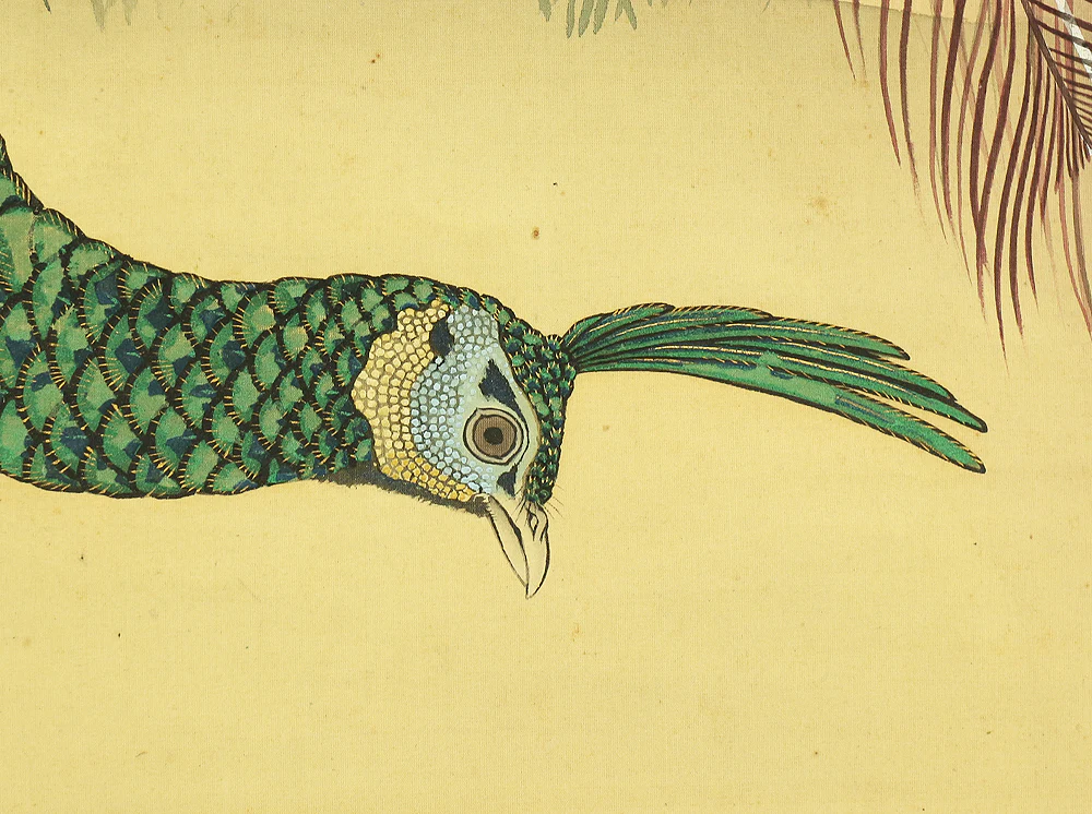上田耕文 Ueda Kobun (b1886) Japanese art kakejiku kakemono wall hanging scroll / Peafowl and Peony with Original Box (Tomobako) RB941 - Image 14