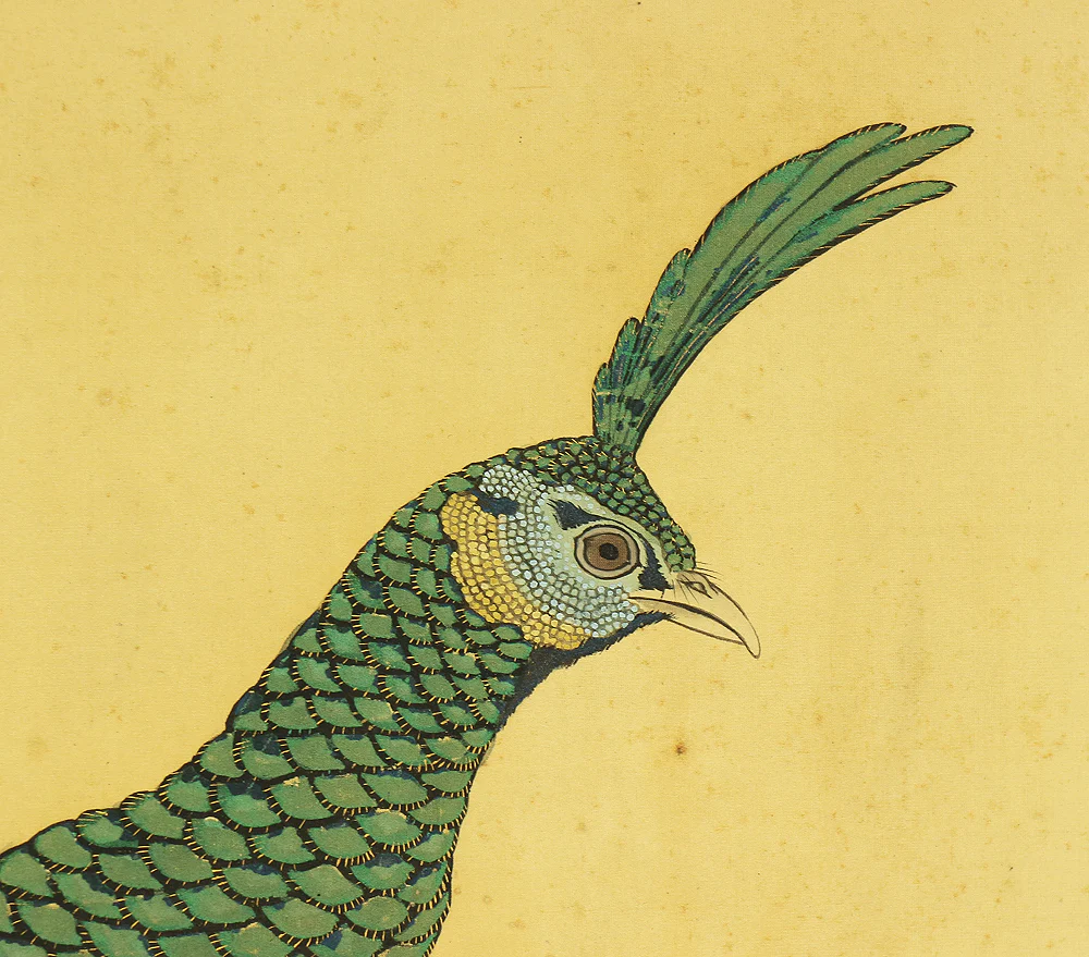 上田耕文 Ueda Kobun (b1886) Japanese art kakejiku kakemono wall hanging scroll / Peafowl and Peony with Original Box (Tomobako) RB941 - Image 6