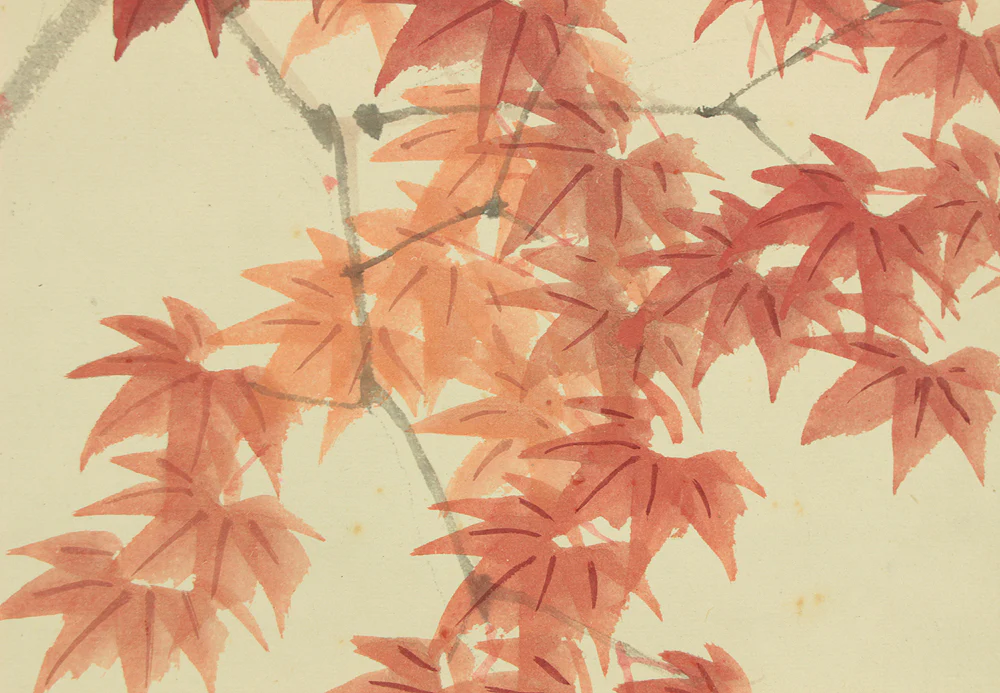 渡辺公観 Watanabe Kokan (1877-1938) Japanese art kakejiku kakemono wall hanging scroll / Blue Bird and Maple Leaf with Box RD535 - Image 11