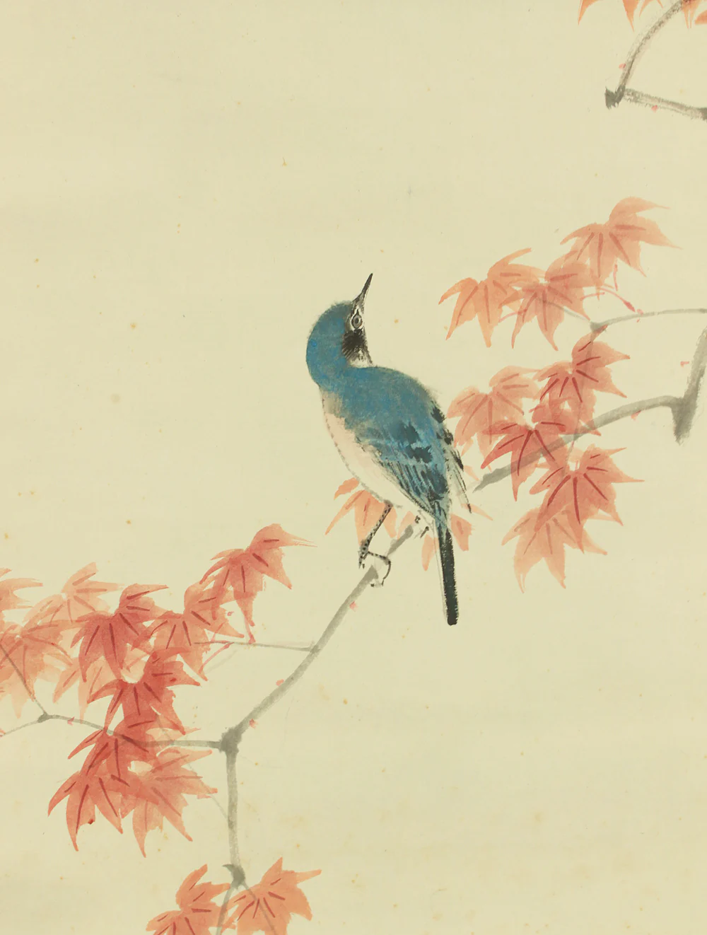 渡辺公観 Watanabe Kokan (1877-1938) Japanese art kakejiku kakemono wall hanging scroll / Blue Bird and Maple Leaf with Box RD535 - Image 5
