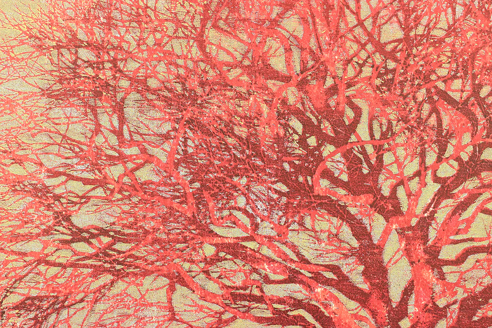 星襄一 Hoshi Joichi (1913-1979) Original woodblock print 'Akai Ki' 「赤い木」 (Red Tree) - 46/200 - 1973 NW488 - Image 7