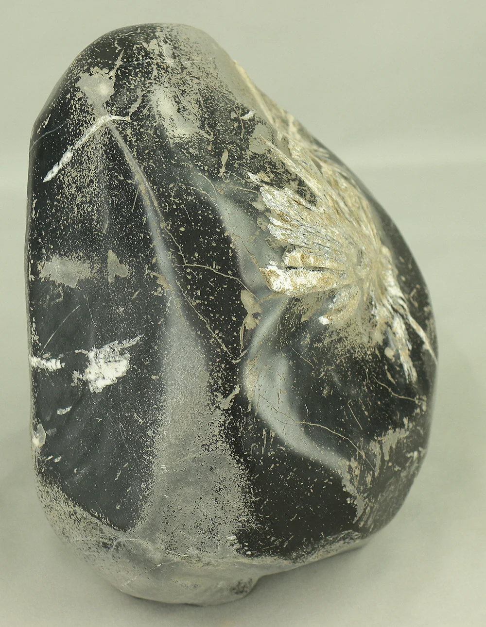 菊花石 Kikkaseki White Chrysanthemum Stone 6.5kg / Japanese Viewing Stone Suiseki VA431 - Image 14