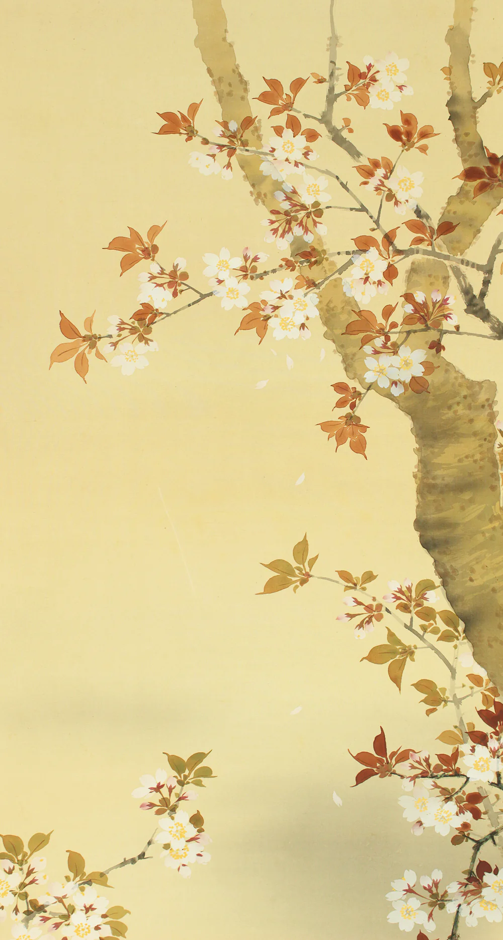 華堂 Kado Japanese art kakejiku kakemono wall hanging scroll / Cherry Blossoms and Little Bird with Box RD218 - Image 4