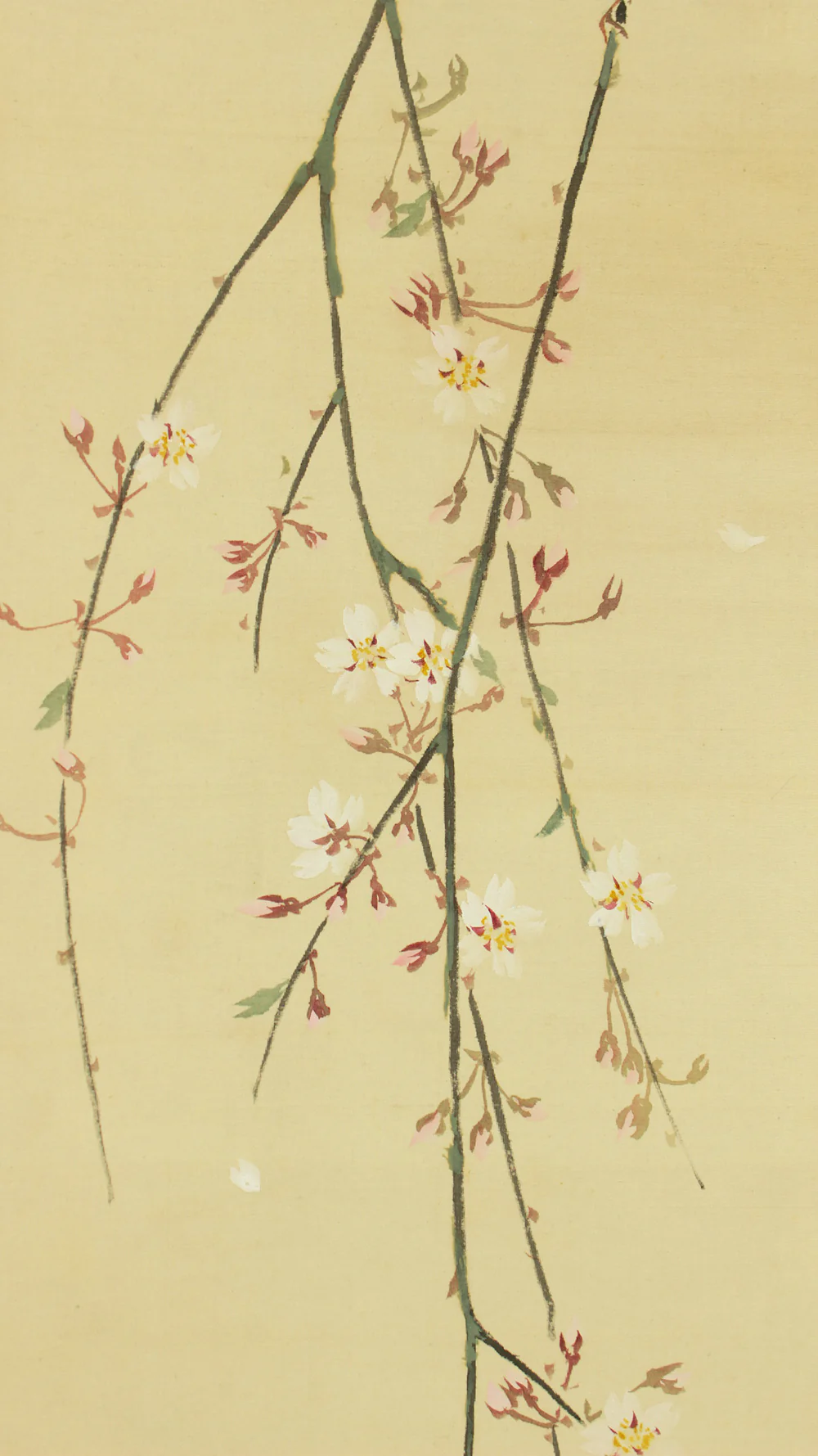 花耕 Kako Japanese art kakejiku kakemono wall hanging scroll / Weeping Cherry Tree and Little Bird with Original Box (Tomobako) RD554 - Image 10