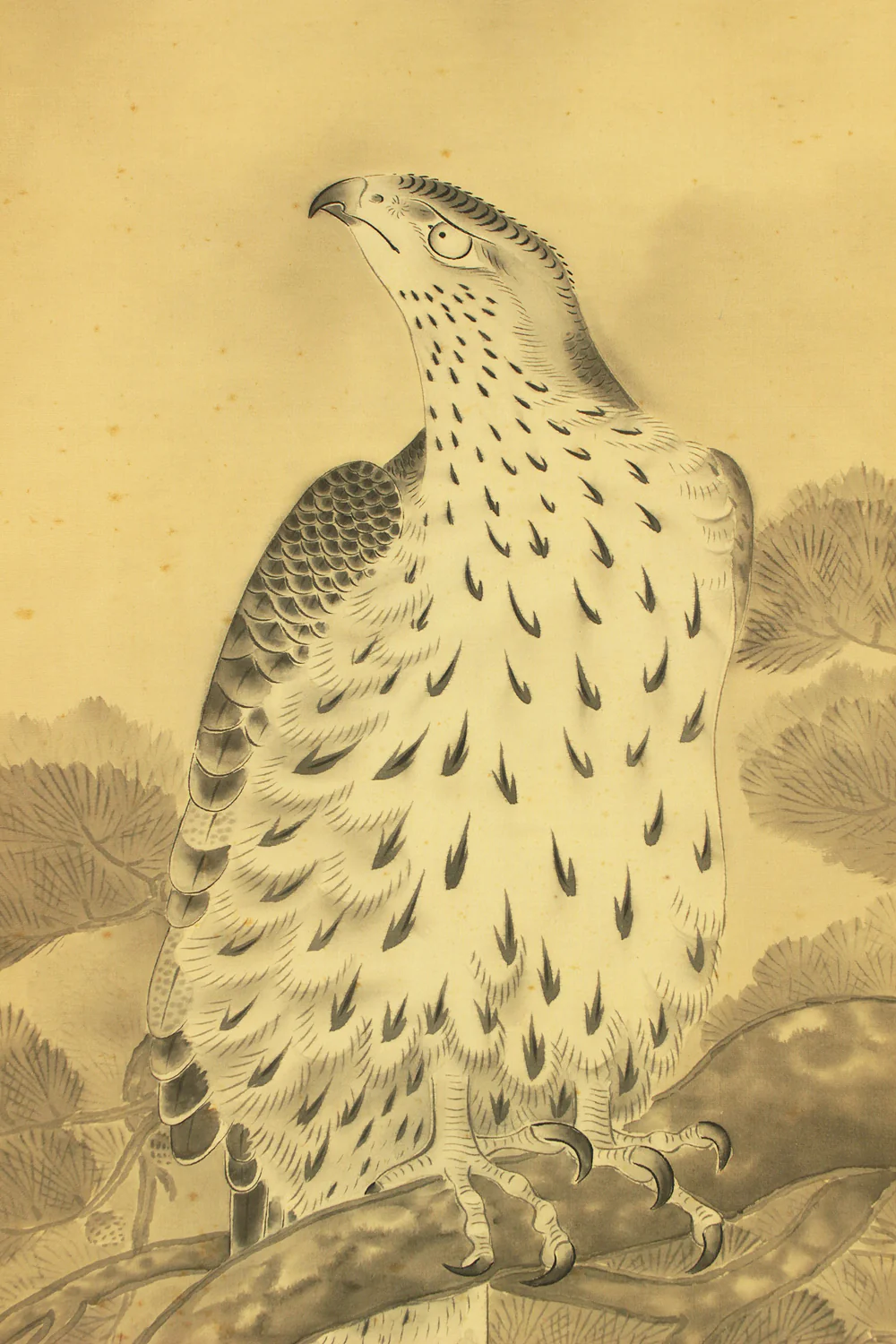 俊斎 Shunsai Japanese art kakejiku kakemono wall hanging scroll / Hawk Perching on Pine Tree and Small Bird with Box RD492