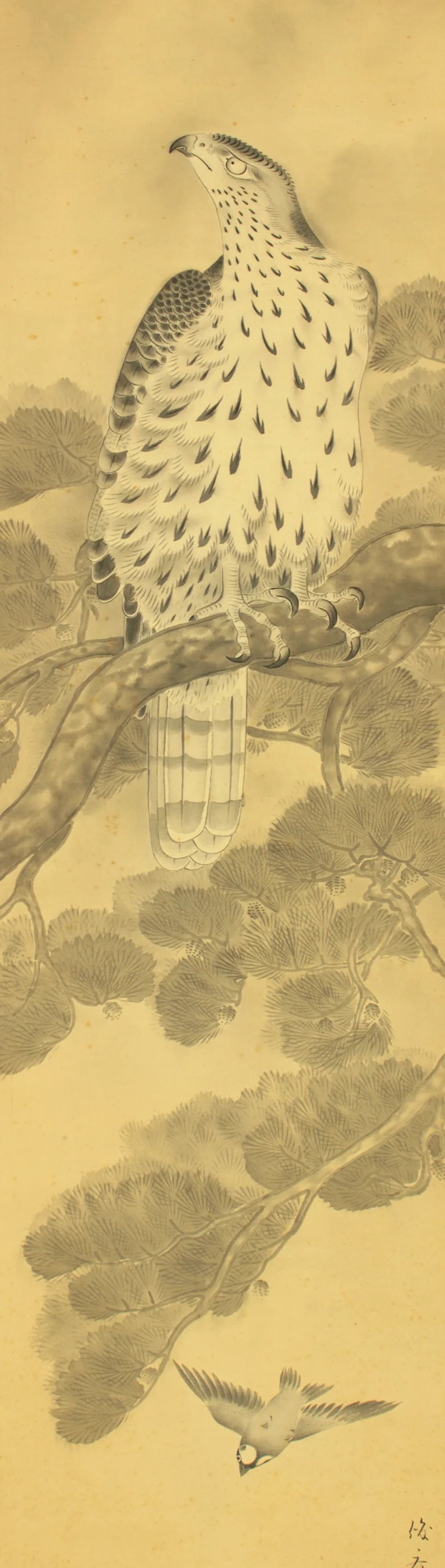 俊斎 Shunsai Japanese art kakejiku kakemono wall hanging scroll / Hawk Perching on Pine Tree and Small Bird with Box RD492 - Image 5
