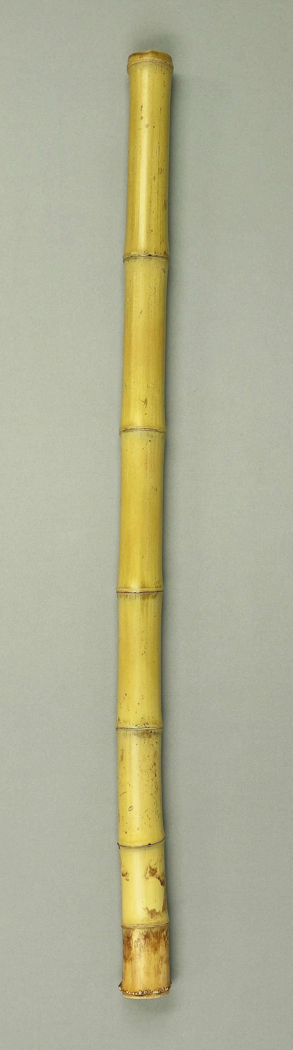Bamboo (Madake) for making Shakuhachi flute 29.2" Length x 1.6" Width / 74.2cm x 4.1cm S225 - Image 3