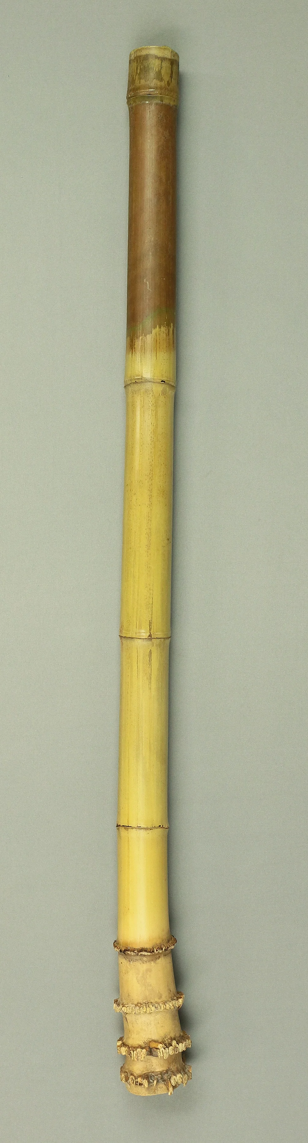 Bamboo (Madake) for making Shakuhachi flute 30" Length x 2.1" Width / 76.2cm x 5.3cm S226 - Image 3