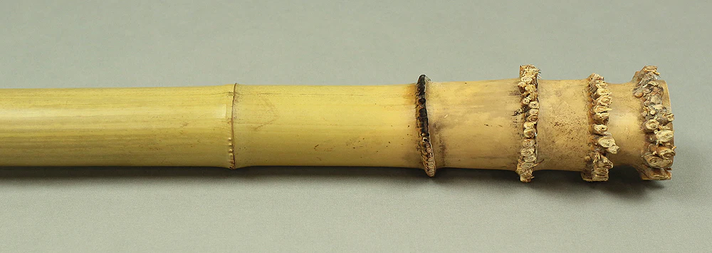 Bamboo (Madake) for making Shakuhachi flute 30" Length x 2.1" Width / 76.2cm x 5.3cm S226 - Image 4