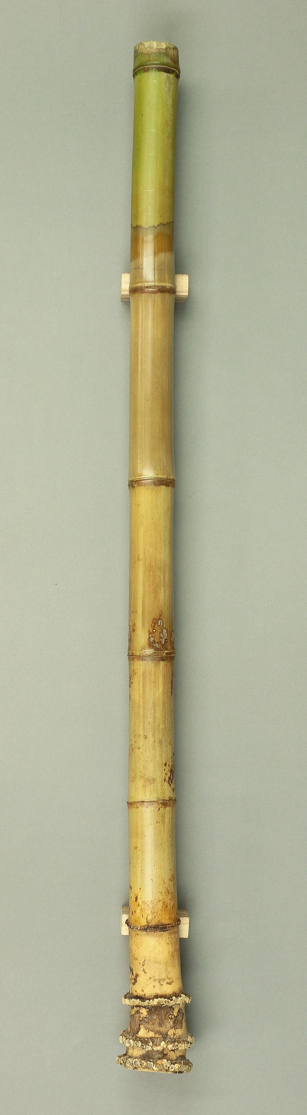Bamboo (Madake) for making Shakuhachi flute 34.9" Length x 2.4" Width / 88.6cm x 6.2cm S229 - Image 3