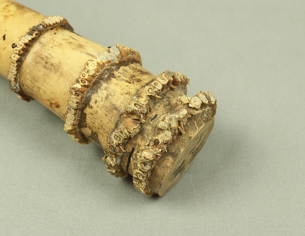 Bamboo (Madake) for making Shakuhachi flute 41.1" Length x 2.1" Width / 104.5cm x 5.3cm S232 - Image 13