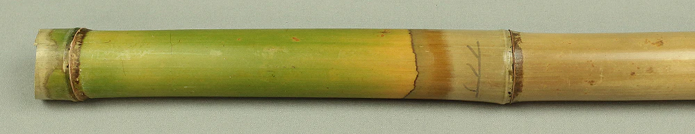 Bamboo (Madake) for making Shakuhachi flute 41.1" Length x 2.1" Width / 104.5cm x 5.3cm S232 - Image 6