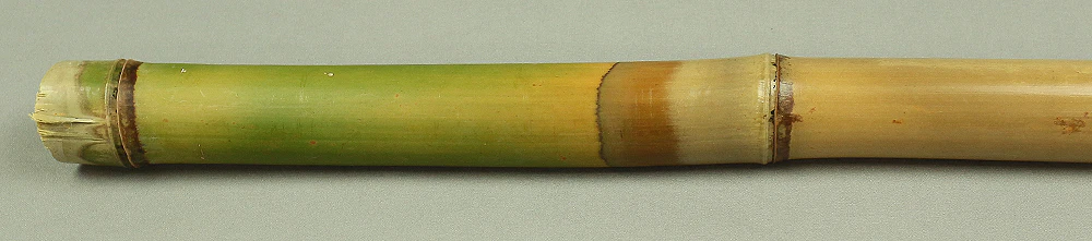 Bamboo (Madake) for making Shakuhachi flute 41.1" Length x 2.1" Width / 104.5cm x 5.3cm S232 - Image 9