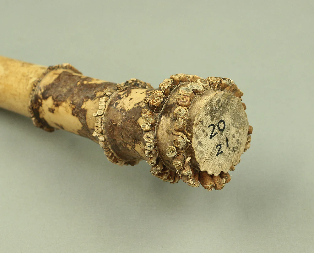 Bamboo (Madake) for making Shakuhachi flute 41.8" Length x 2.2" Width / 106.2cm x 5.5cm S233 - Image 12