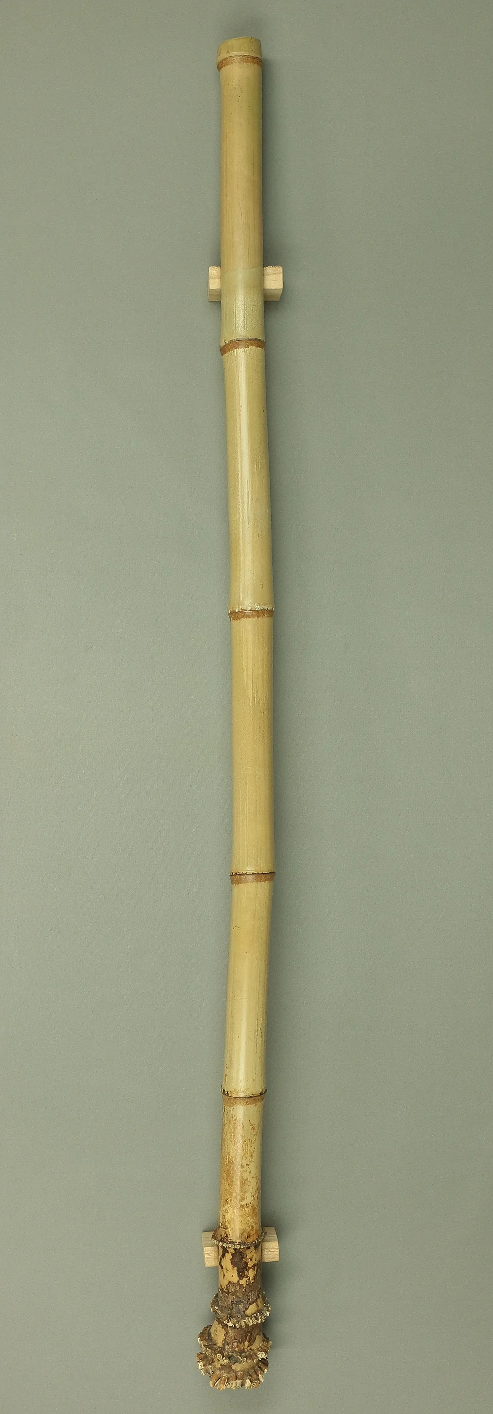 Bamboo (Madake) for making Shakuhachi flute 41.8" Length x 2.2" Width / 106.2cm x 5.5cm S233 - Image 3