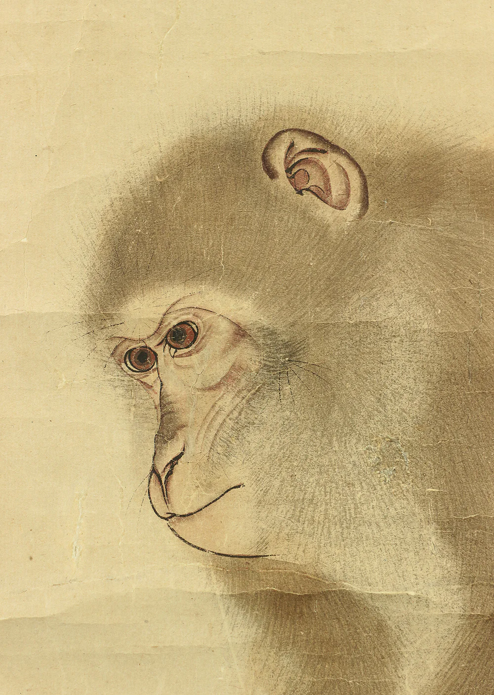 森祖仙 MORI SOSEN Japanese antique kekemono kakejiku hanging scroll / Monkey on Chestnut Tree Box I504 / 1747~1821,founder of Mori school - Image 8