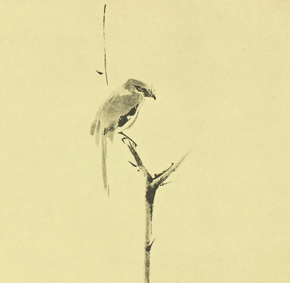 Reproduction Print 宮本武蔵 Miyamoto Musashi Japanese art kakejiku kakemono wall hanging scroll / Shrike on Bare Tree with Box RD461 - Image 4