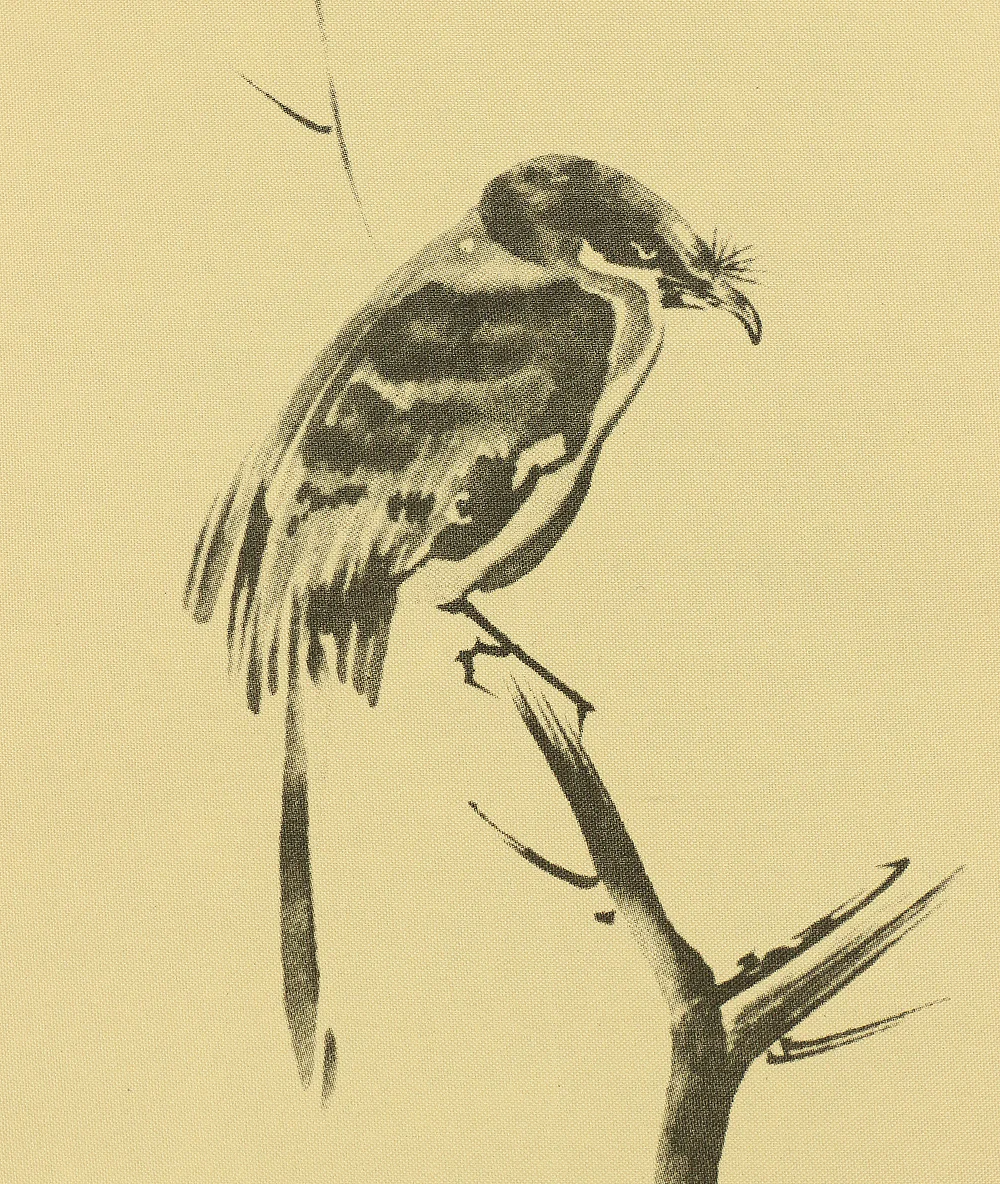 Reproduction Print 宮本武蔵 MIYAMOTO MUSASHI Japanese art kakejiku kakemono wall hanging scroll / Shrike on the bare tree with Original Box W868 - Image 7