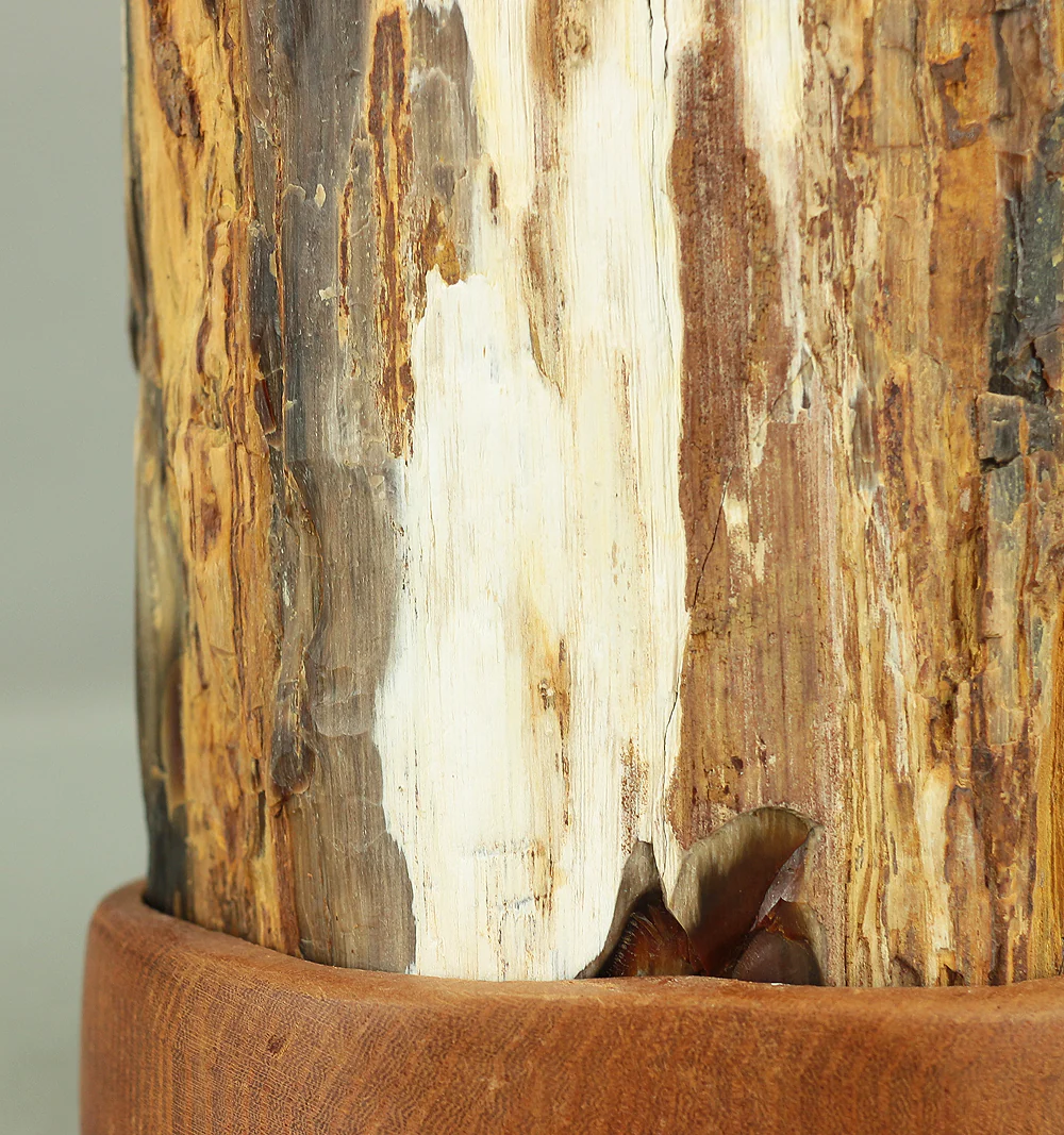 Suiseki - Keikaboku Silicified Wood with Wooden Stand collected in Gifu, 1975 VA230 - Image 10