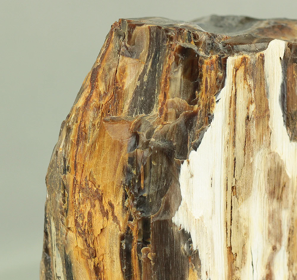 Suiseki - Keikaboku Silicified Wood with Wooden Stand collected in Gifu, 1975 VA230 - Image 12