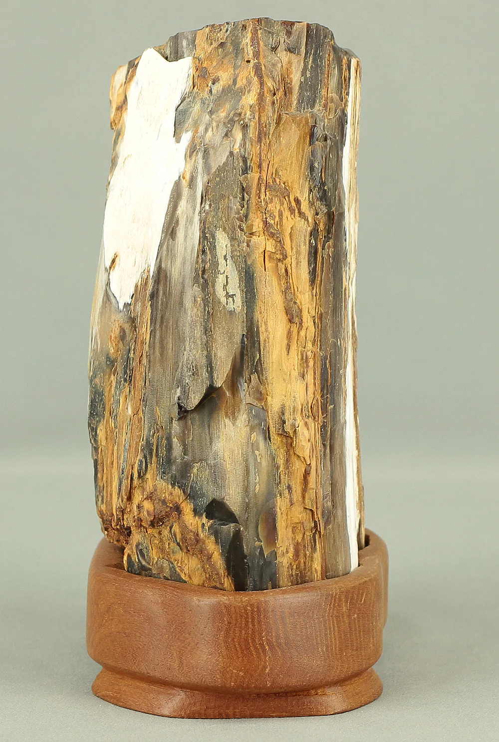 Suiseki - Keikaboku Silicified Wood with Wooden Stand collected in Gifu, 1975 VA230 - Image 17