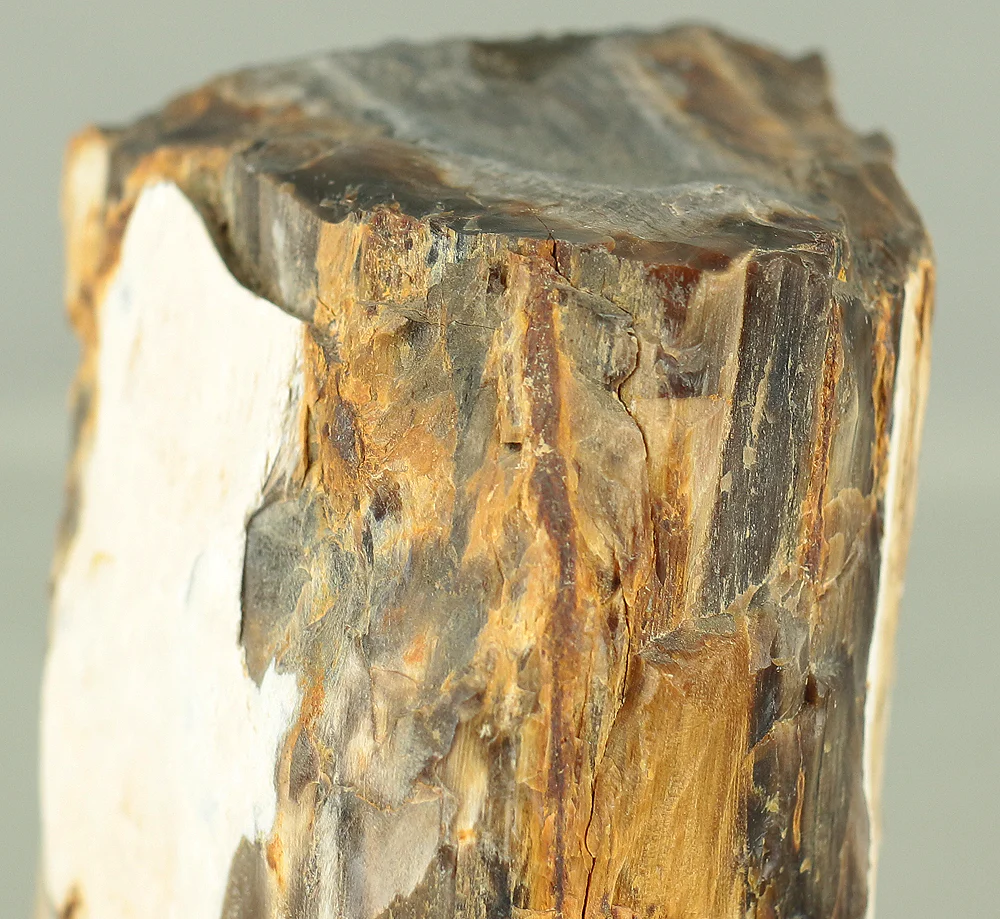 Suiseki - Keikaboku Silicified Wood with Wooden Stand collected in Gifu, 1975 VA230 - Image 18