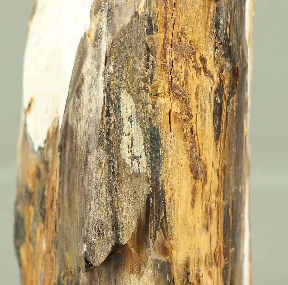 Suiseki - Keikaboku Silicified Wood with Wooden Stand collected in Gifu, 1975 VA230 - Image 19