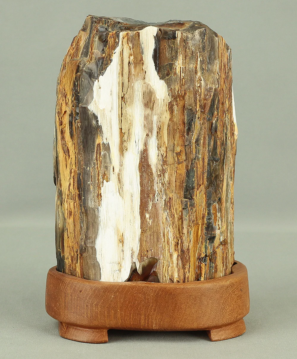 Suiseki - Keikaboku Silicified Wood with Wooden Stand collected in Gifu, 1975 VA230 - Image 2