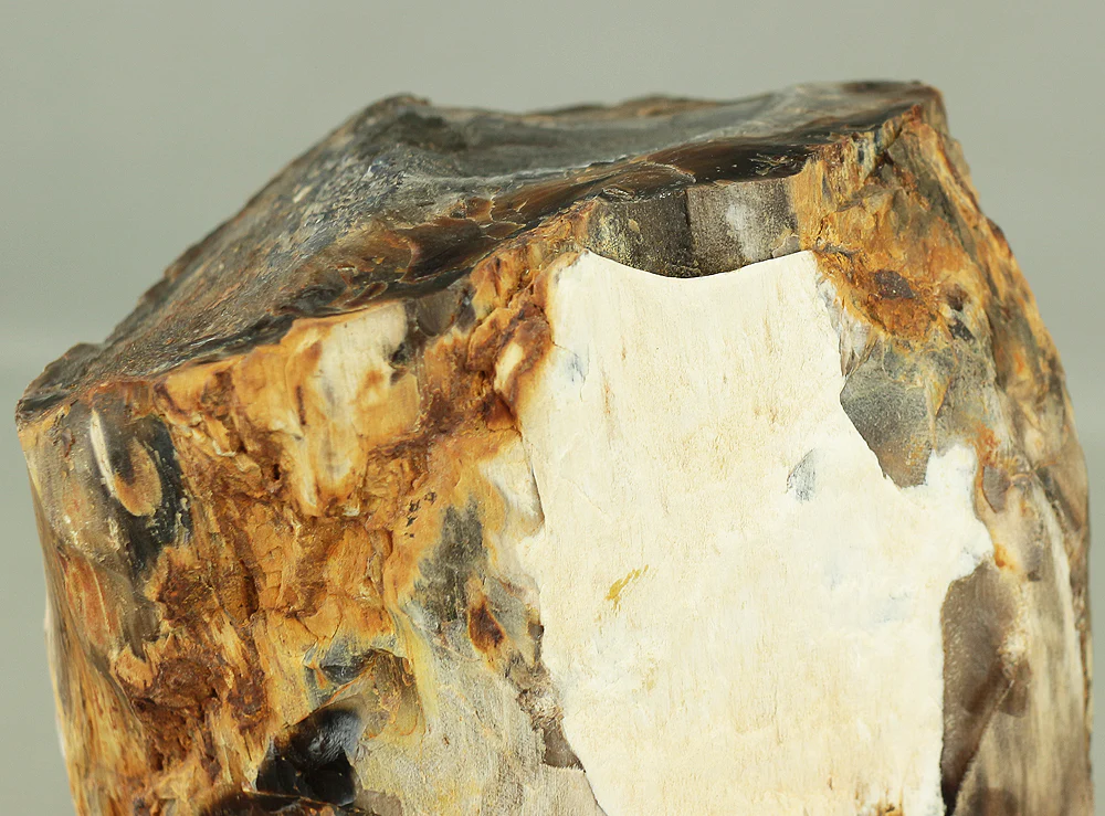 Suiseki - Keikaboku Silicified Wood with Wooden Stand collected in Gifu, 1975 VA230 - Image 22