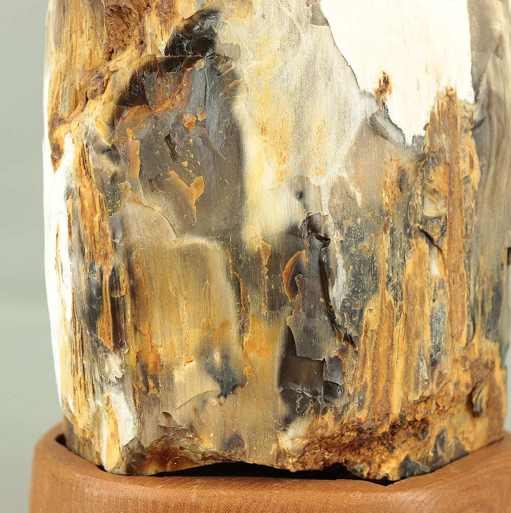 Suiseki - Keikaboku Silicified Wood with Wooden Stand collected in Gifu, 1975 VA230 - Image 23