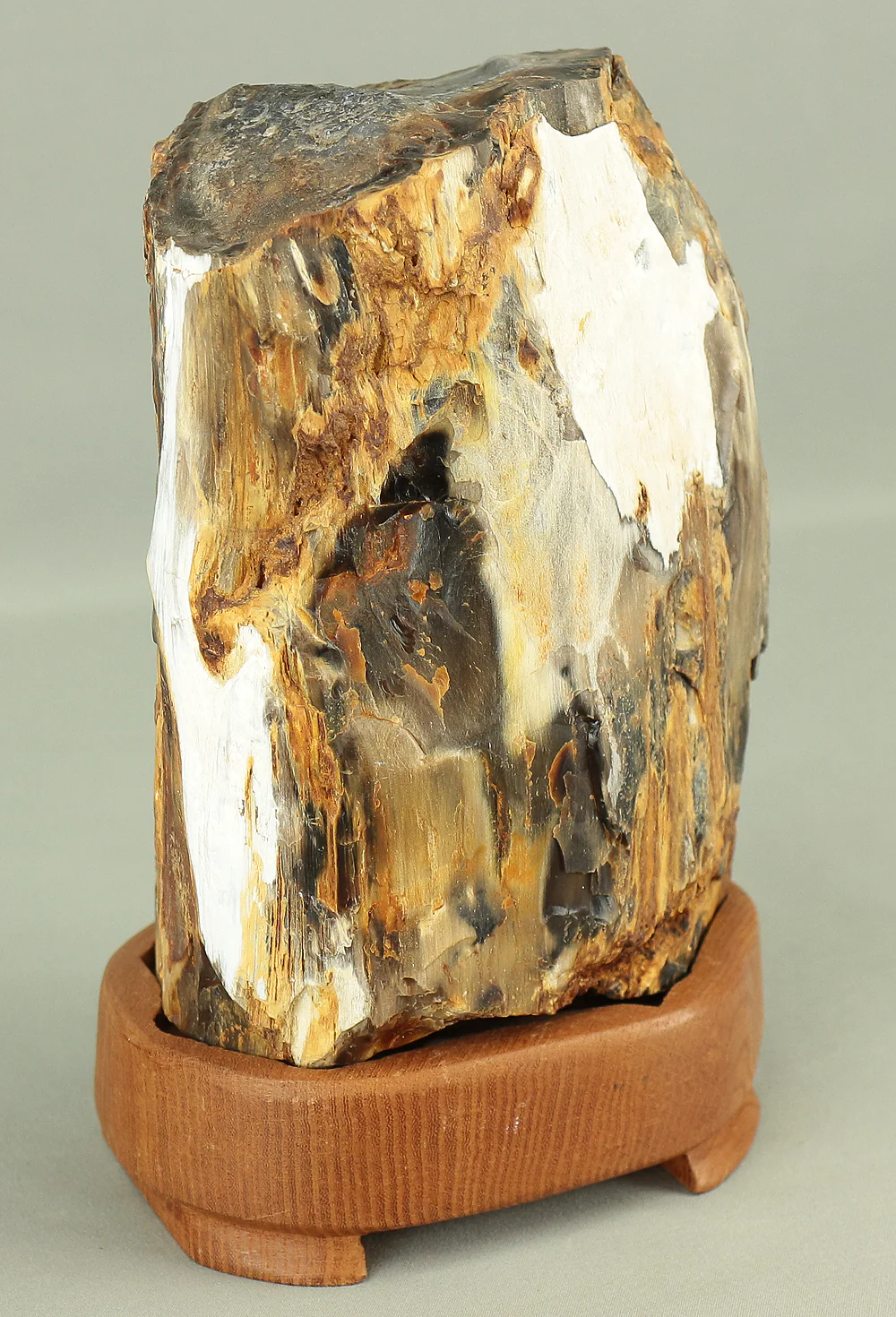 Suiseki - Keikaboku Silicified Wood with Wooden Stand collected in Gifu, 1975 VA230 - Image 24