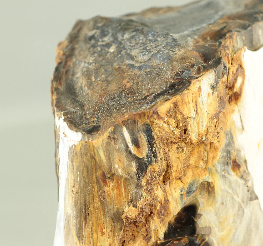 Suiseki - Keikaboku Silicified Wood with Wooden Stand collected in Gifu, 1975 VA230 - Image 25