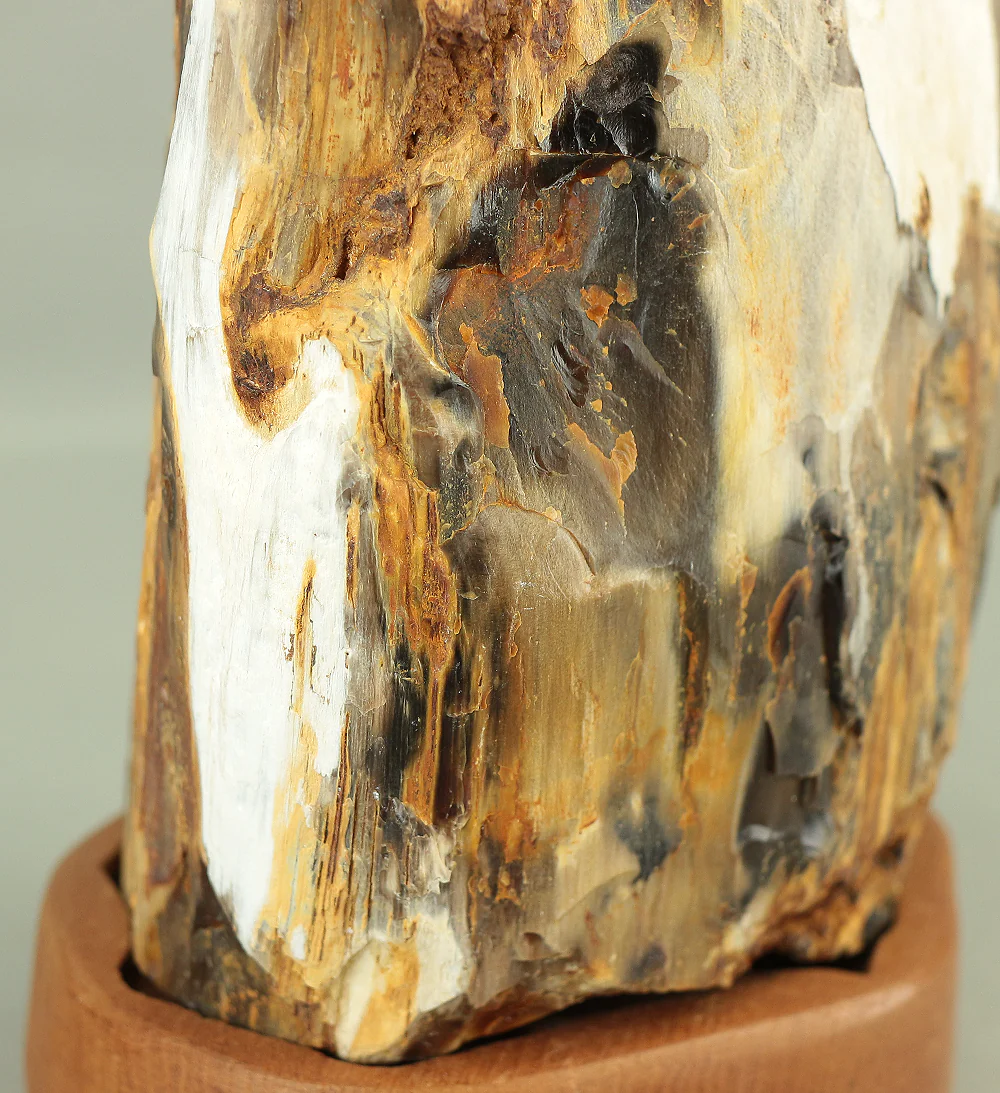 Suiseki - Keikaboku Silicified Wood with Wooden Stand collected in Gifu, 1975 VA230 - Image 26