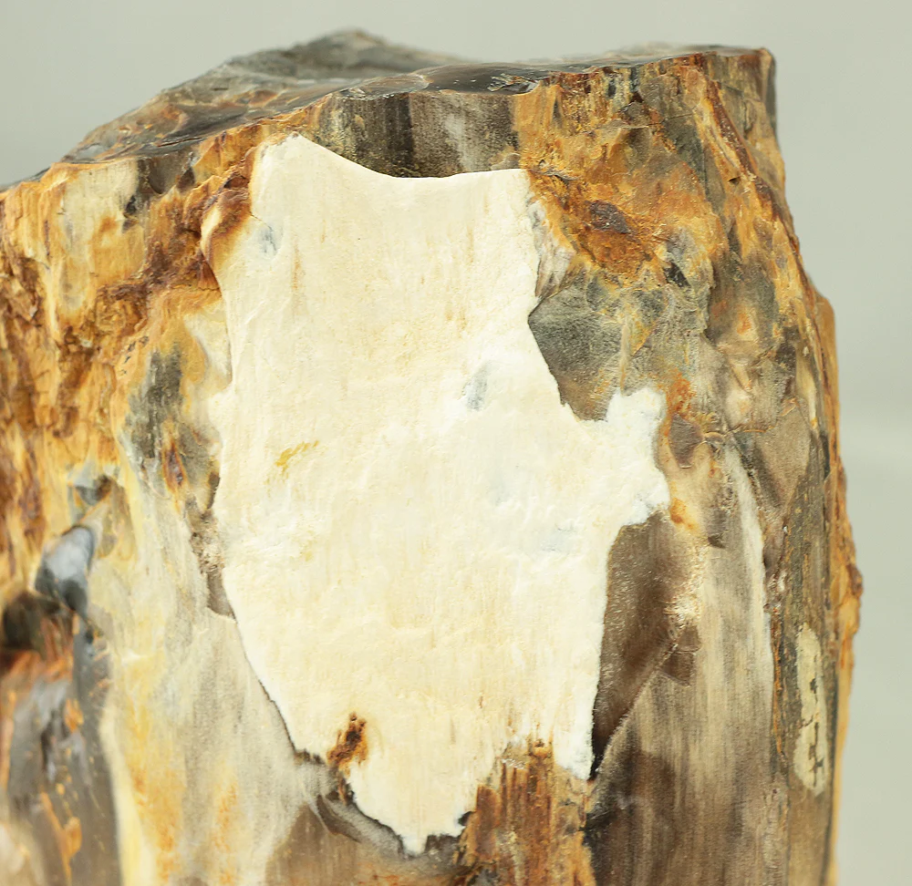 Suiseki - Keikaboku Silicified Wood with Wooden Stand collected in Gifu, 1975 VA230 - Image 28