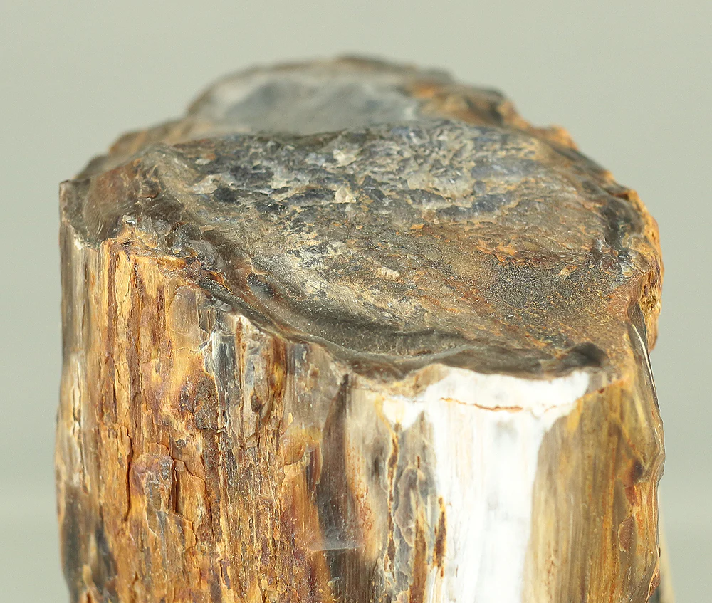 Suiseki - Keikaboku Silicified Wood with Wooden Stand collected in Gifu, 1975 VA230 - Image 31