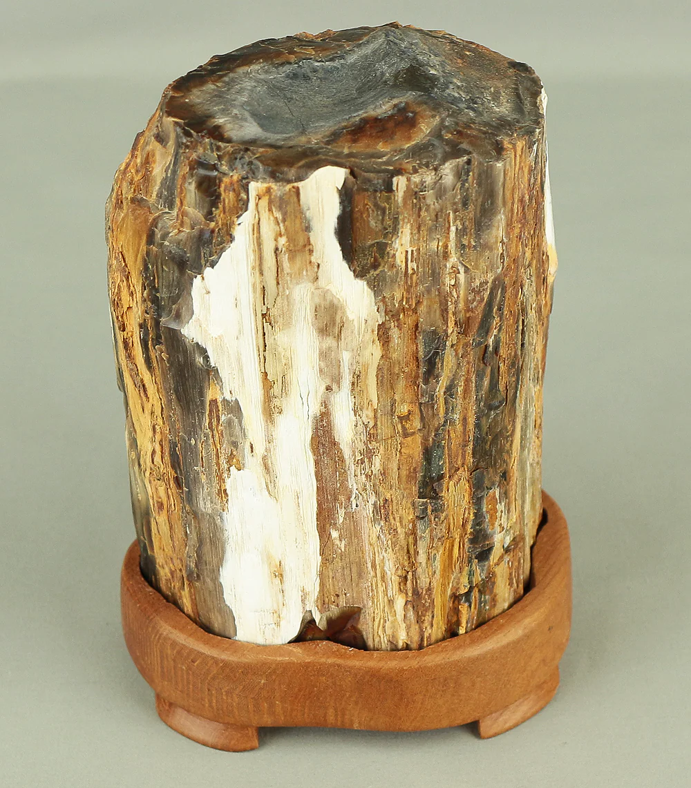 Suiseki - Keikaboku Silicified Wood with Wooden Stand collected in Gifu, 1975 VA230 - Image 34