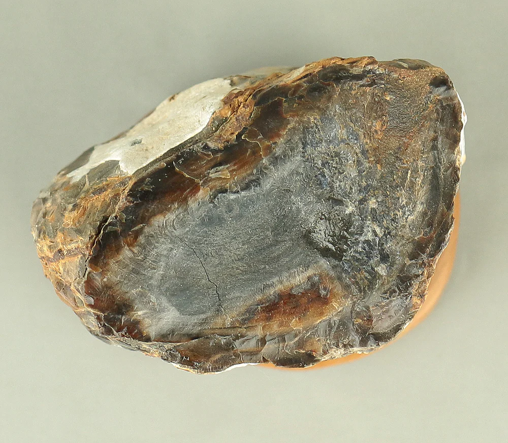 Suiseki - Keikaboku Silicified Wood with Wooden Stand collected in Gifu, 1975 VA230 - Image 35